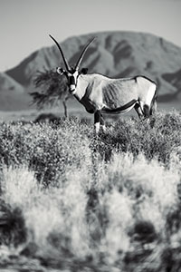 Oryx-Antilope in Namibia