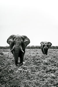 Elefanten im Etosha Nationalpark Namibia