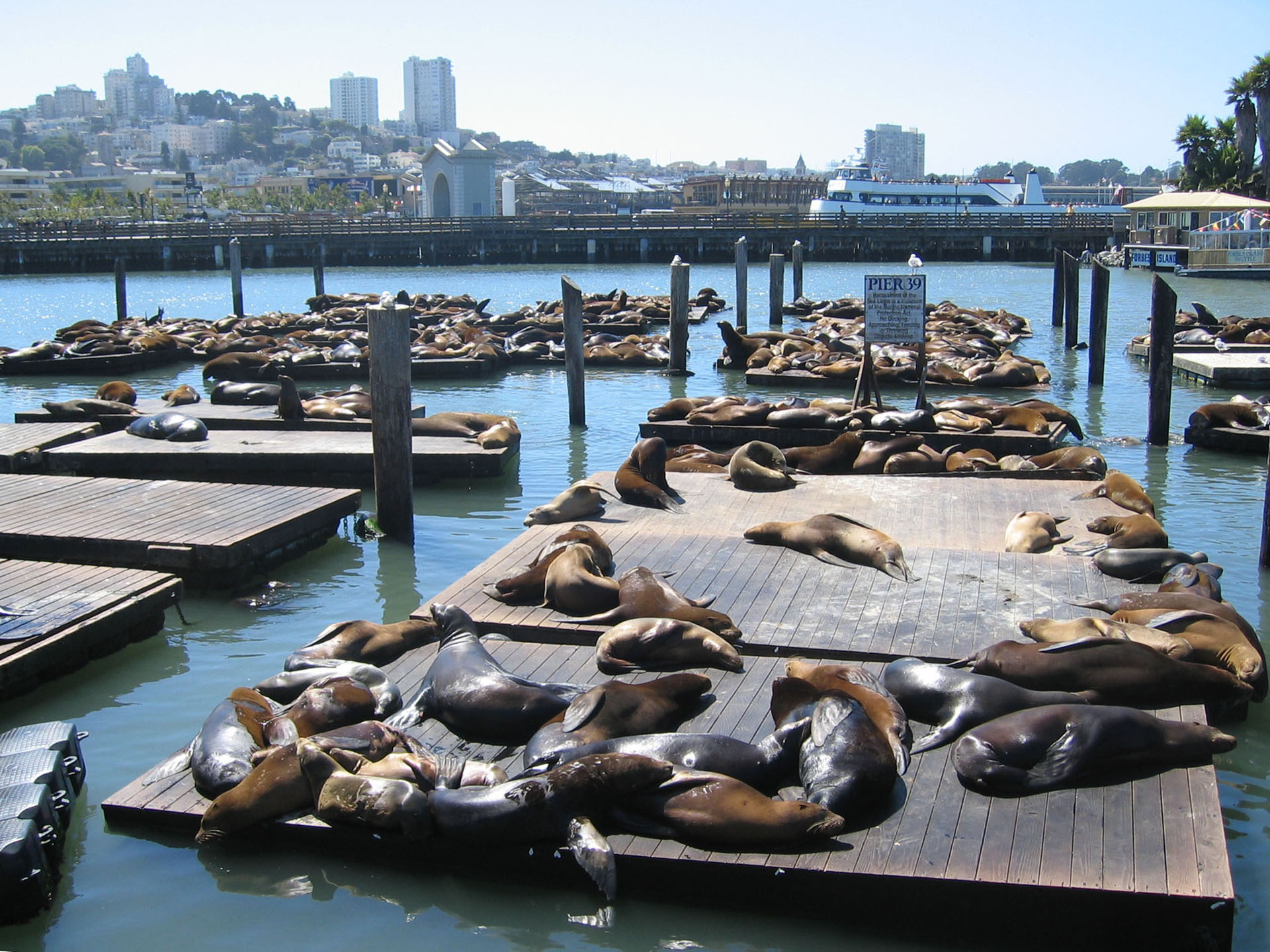 San-Francisco-Fishermans-Warf-Sea-Lions