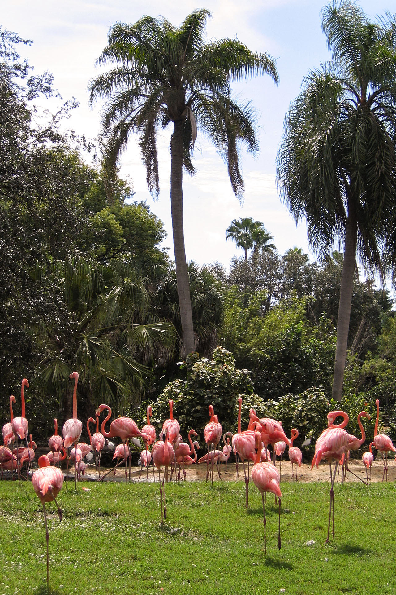 flamingos-busch-gardens