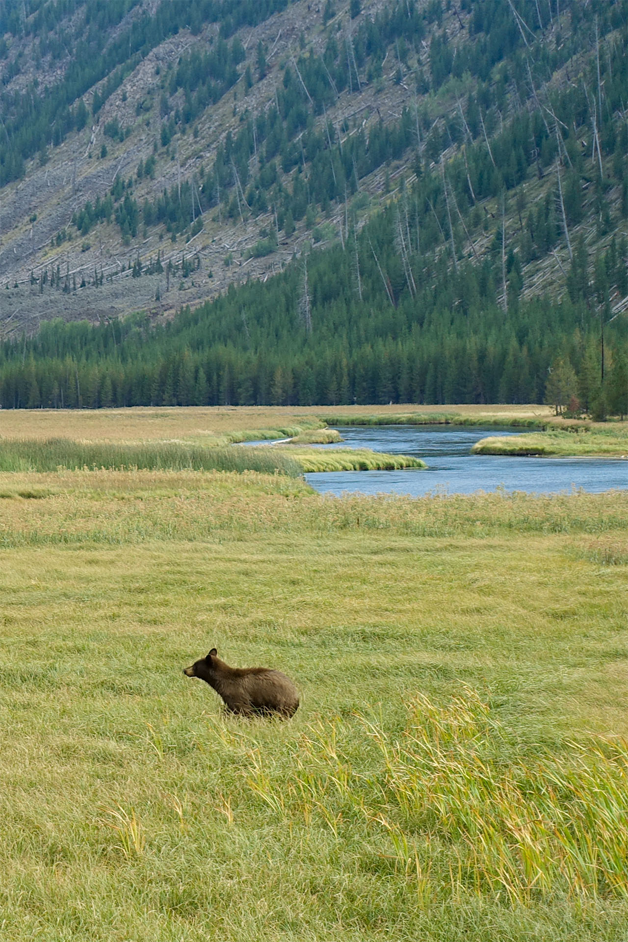 Bär im Yellowstone Nationalpark
