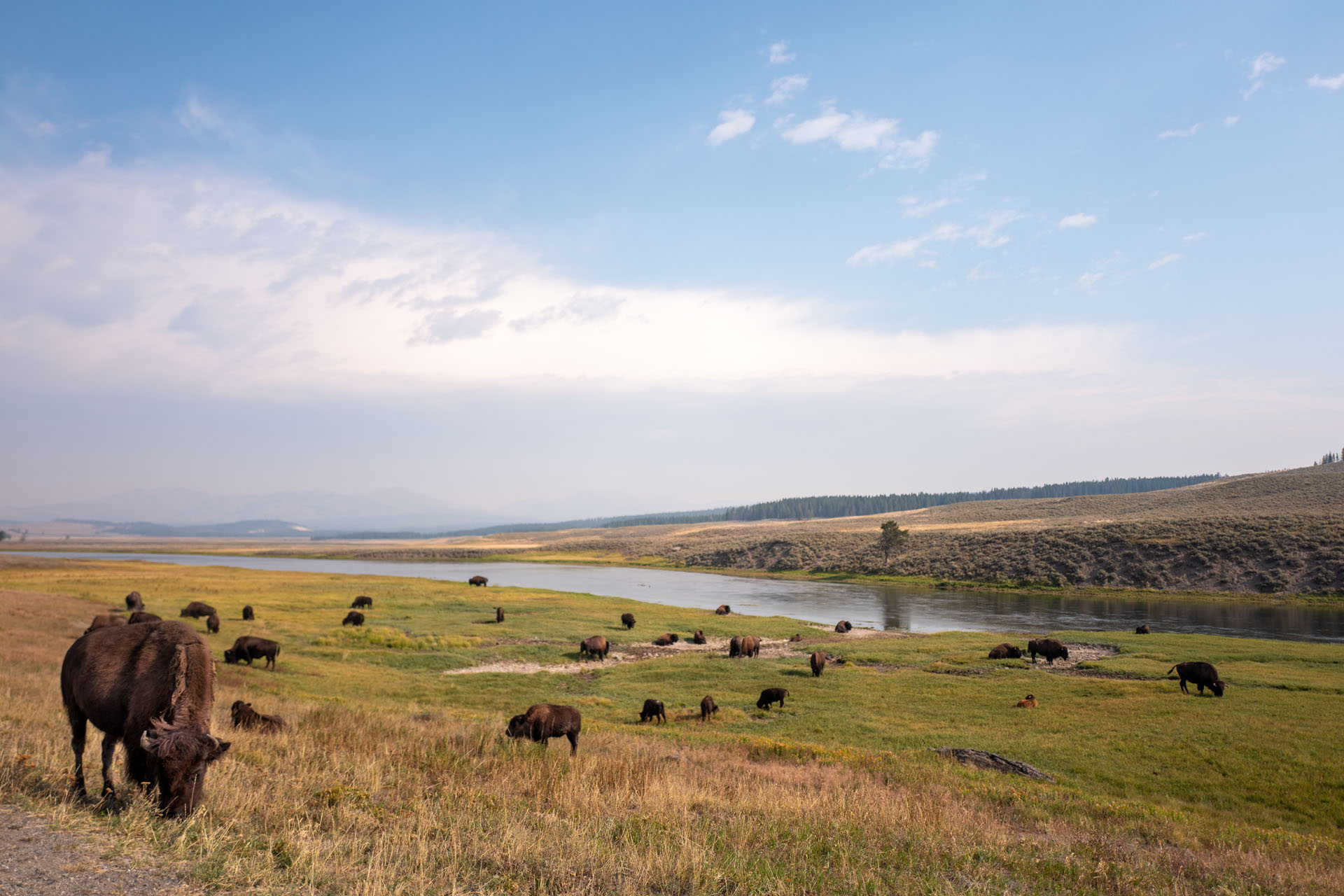 Bisons im Yellowstone Nationalpark