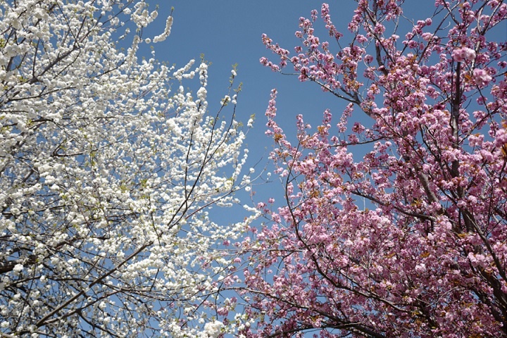 Weiße und Rosafarbenen Kirschblüten von blauem Himmel